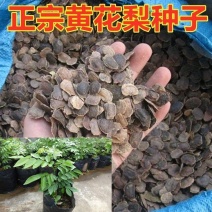 新采黄花梨种子正宗海南黄花梨种子降香黄檀种子花梨木树