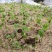 新采黄花梨种子正宗海南黄花梨种子降香黄檀种子花梨木树