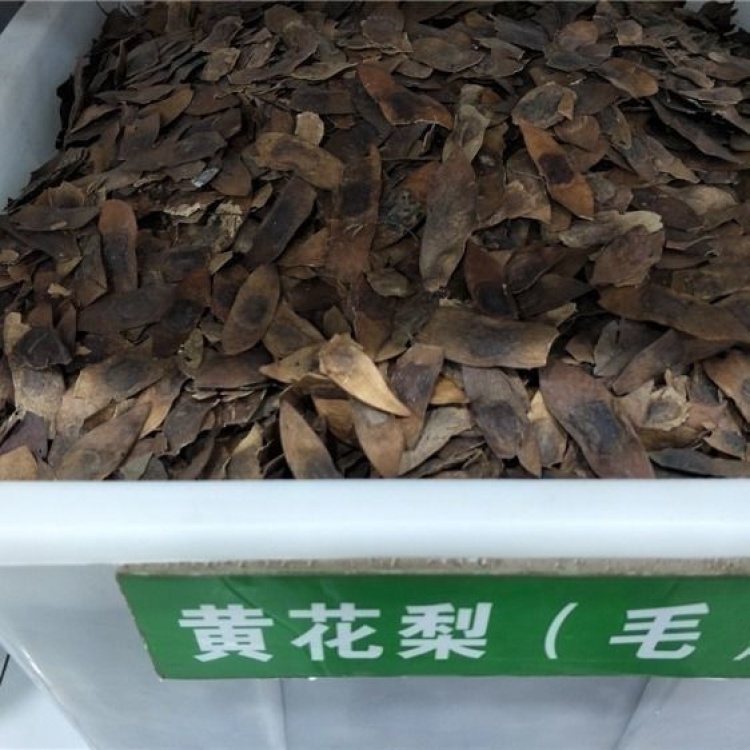黄花梨种子批发]新采黄花梨种子正宗海南黄花梨种子降香黄檀种子