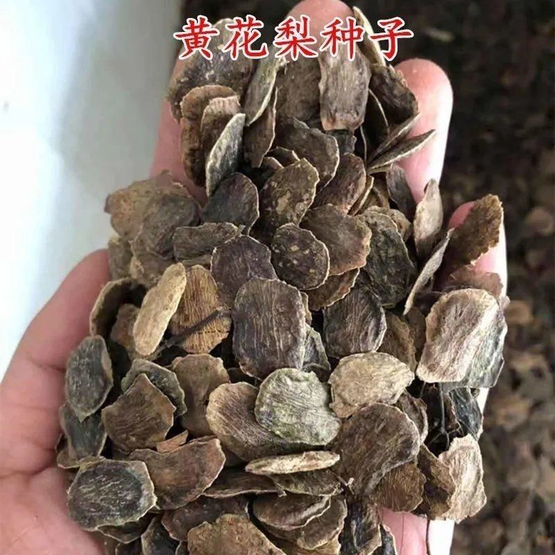 新采黄花梨种子正宗海南黄花梨种子降香黄檀种子花梨木树
