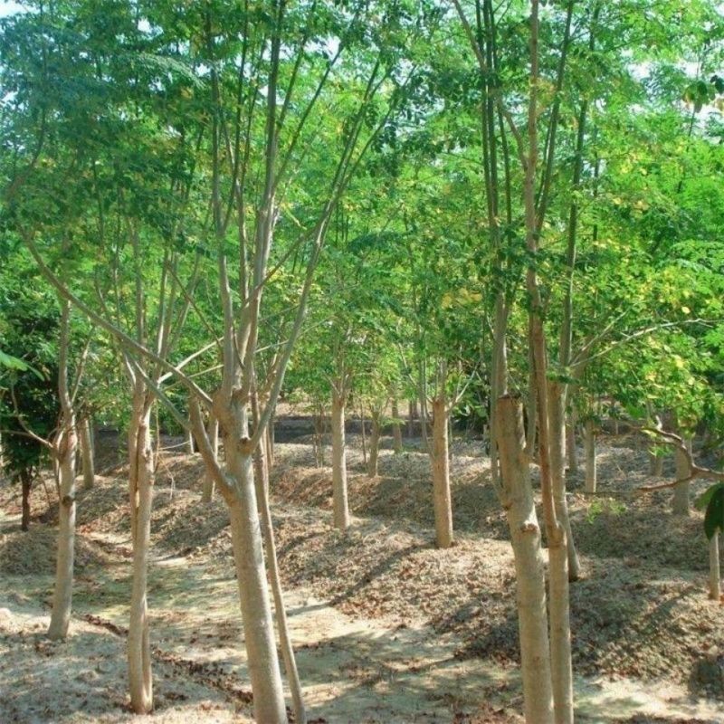 新采黄花梨种子正宗海南黄花梨种子降香黄檀种子花梨木树