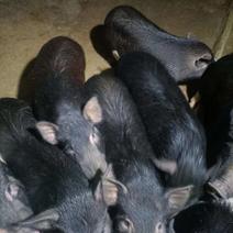 山猪香猪出售自家养四百多头，100来斤每只，不喂饲料散养