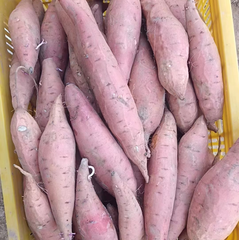 精品河北红薯烟薯产地货源质量保证发货及时量大从优
