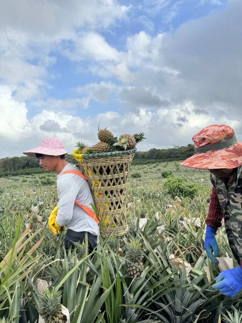 【视频看货】海南精品金钻凤梨产地供应全国常年有货质量保证