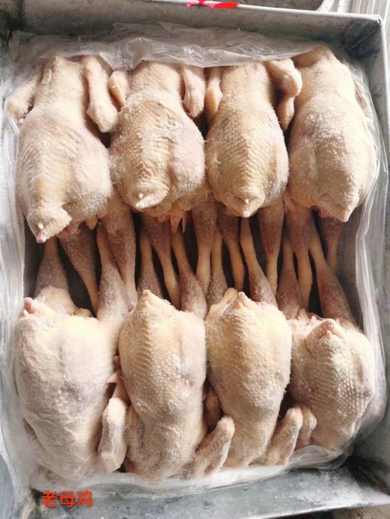 白条鸡，三黄鸡，西装鸡，14，16，17，18，20