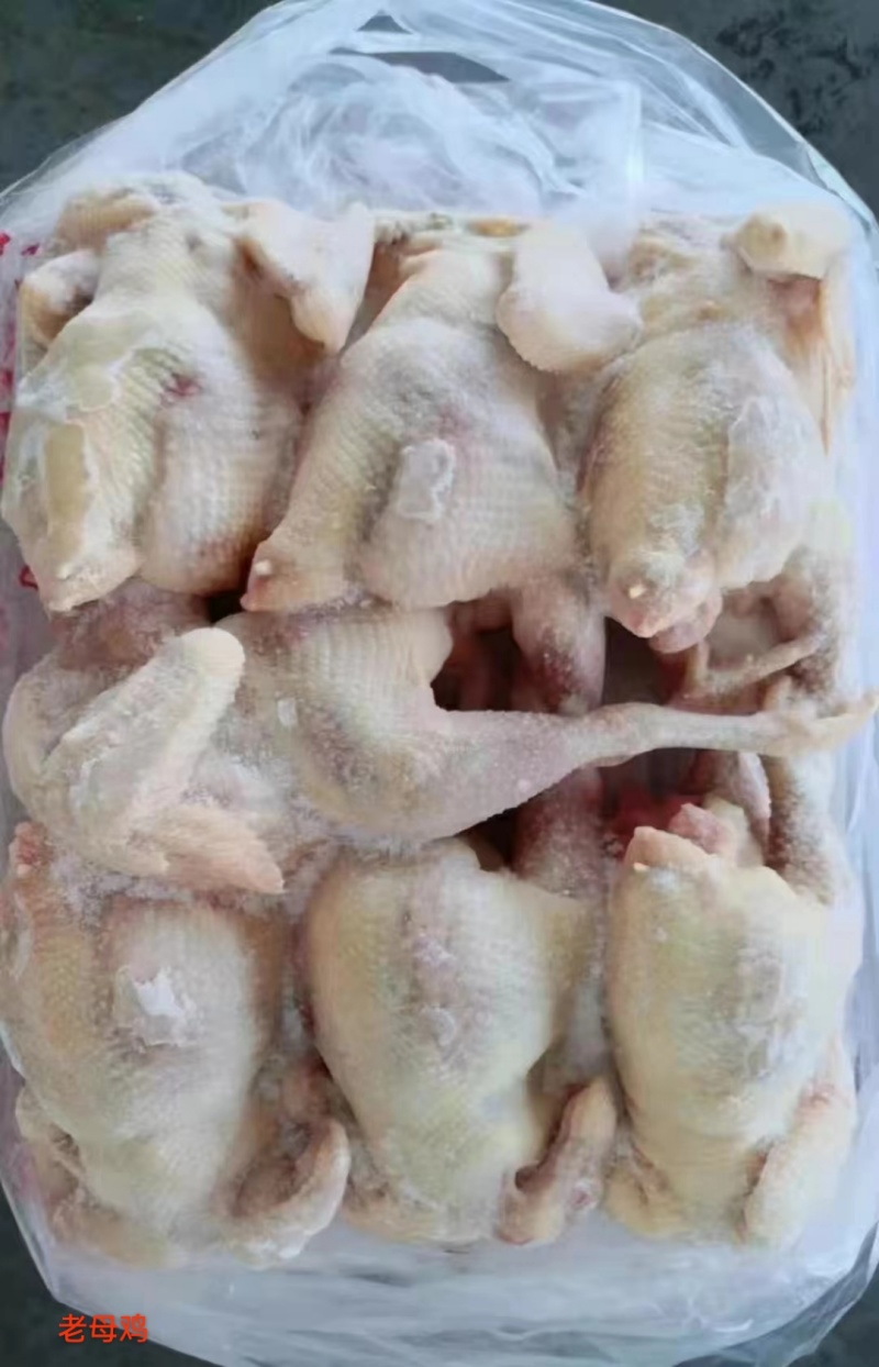 白条鸡，三黄鸡，西装鸡，14，16，17，18，20