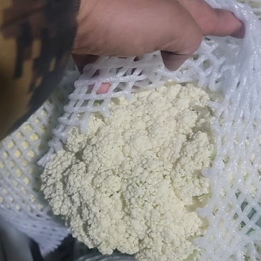 有机花菜大量共应