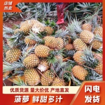 徐闻香水菠萝、徐闻菠萝产地直发、质量保证货源充足