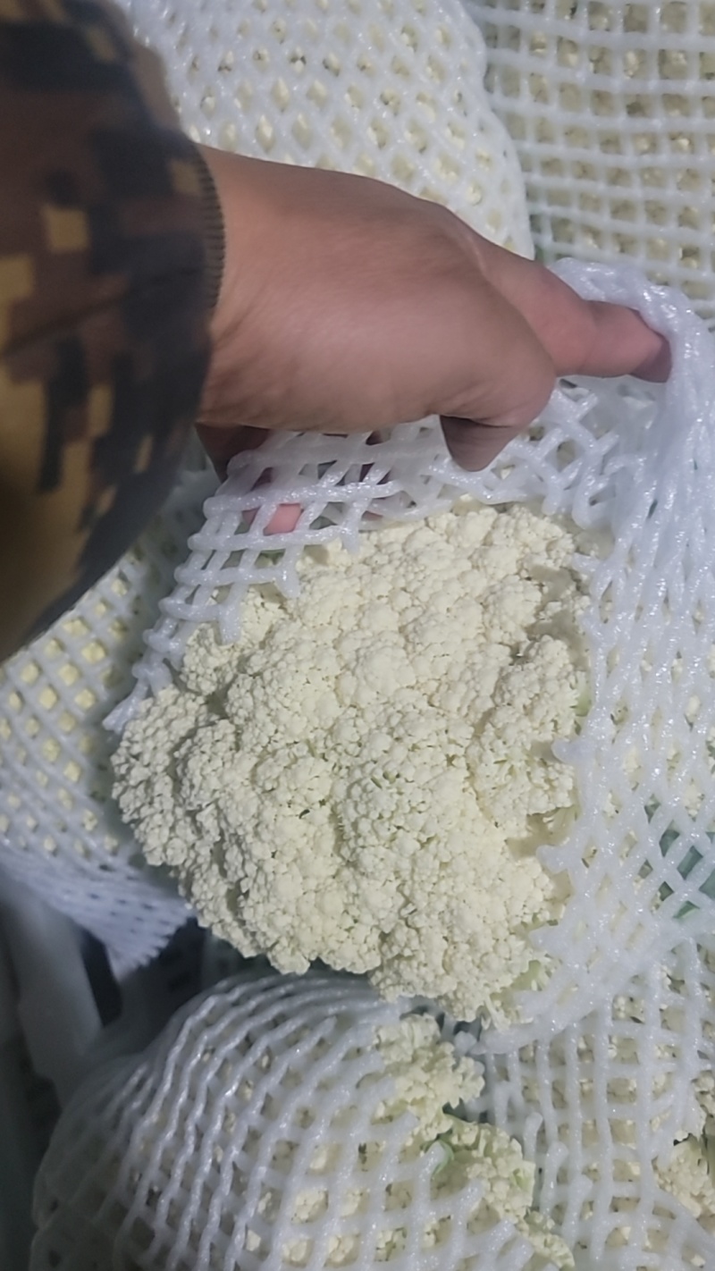 有机花菜大量共应