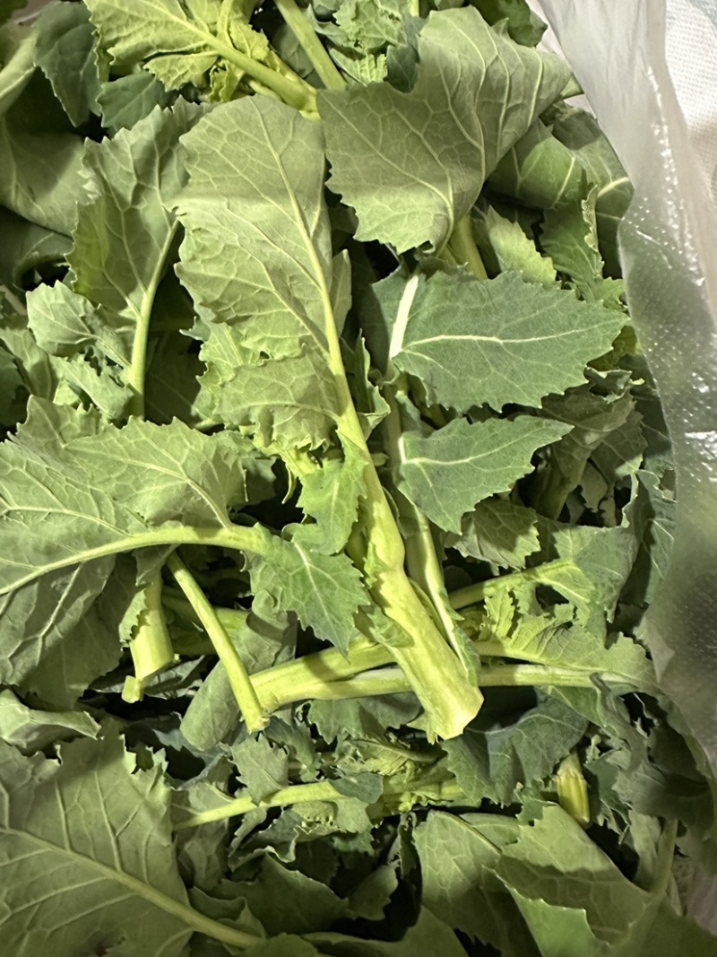 油菜苔
