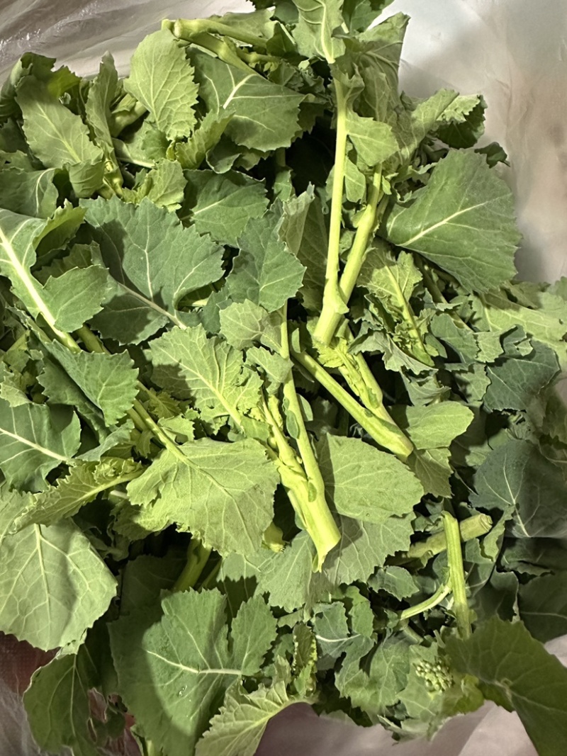 油菜苔