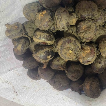 电商大中小马蹄大量有货，有需要的老板请下单