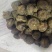 电商大中小马蹄大量有货，有需要的老板请下单