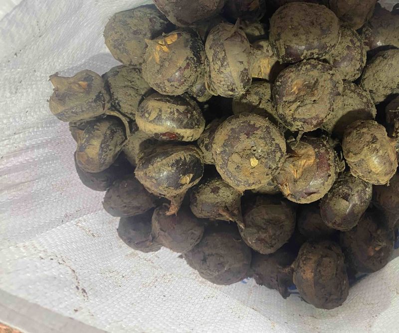 电商大中小马蹄大量有货，有需要的老板请下单