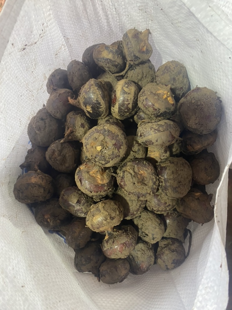 电商大中小马蹄大量有货，有需要的老板请下单