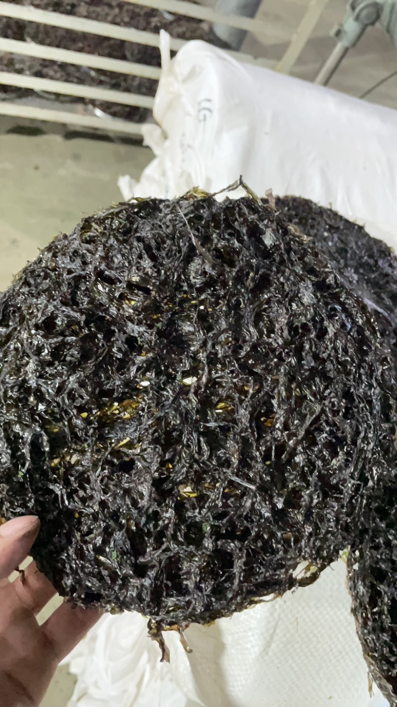 买好紫菜的看过来！霞浦紫菜，半自动二水三水紫菜