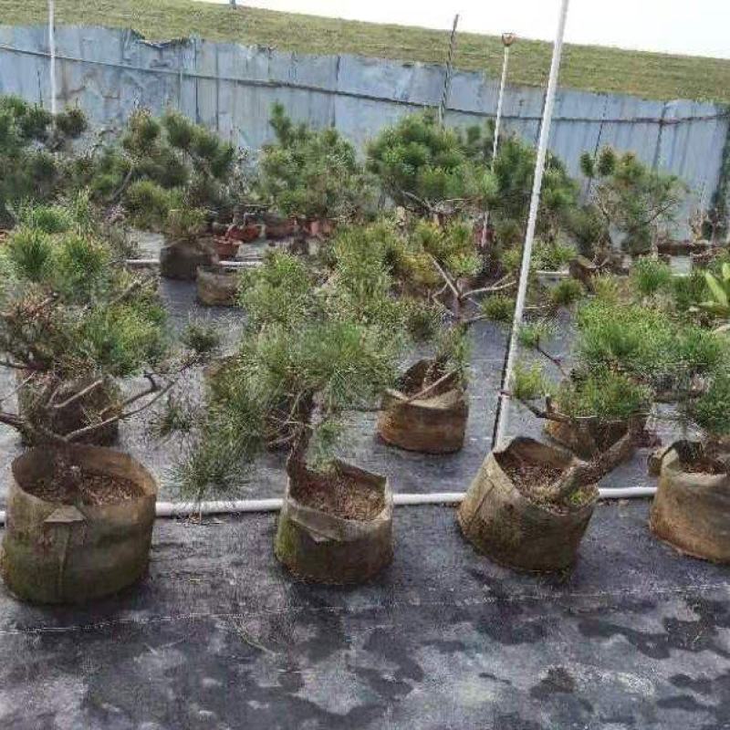 黑松
