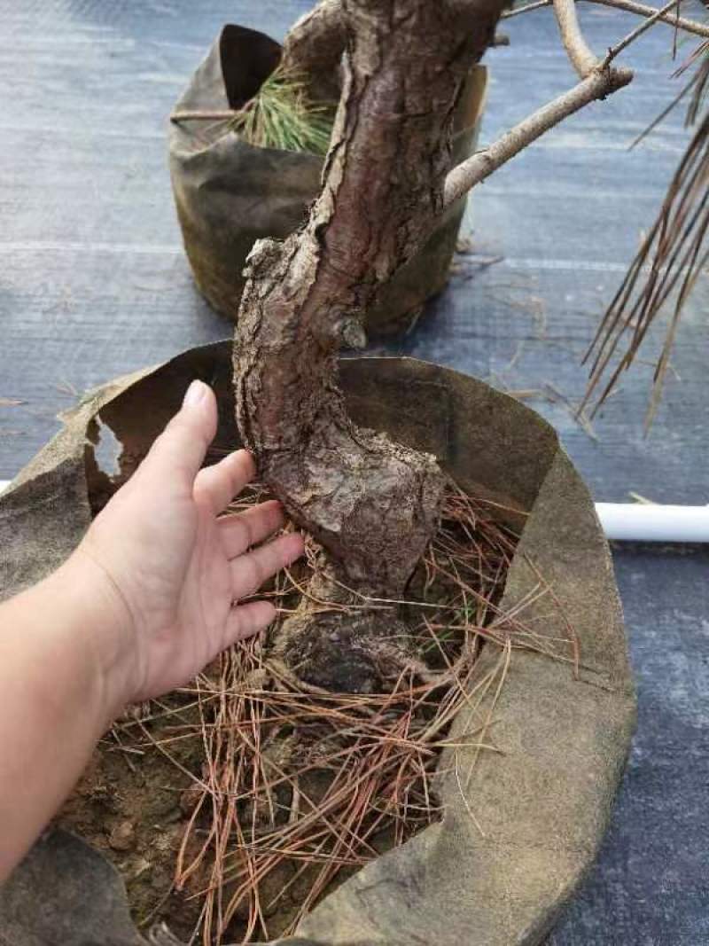 黑松