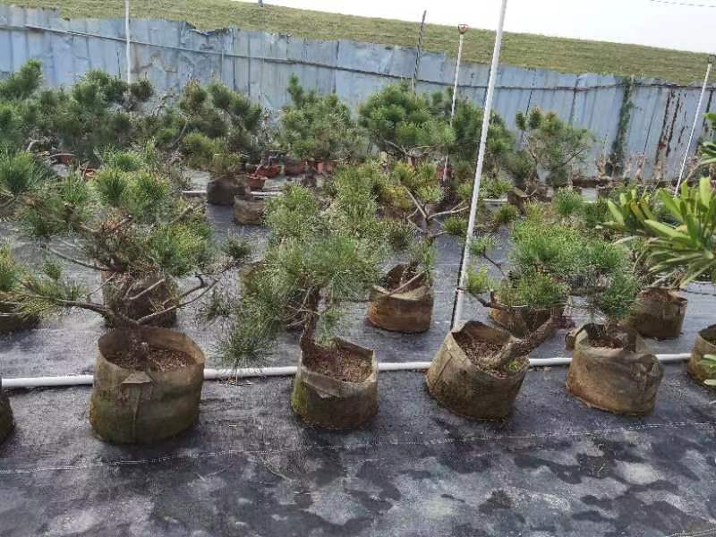 黑松