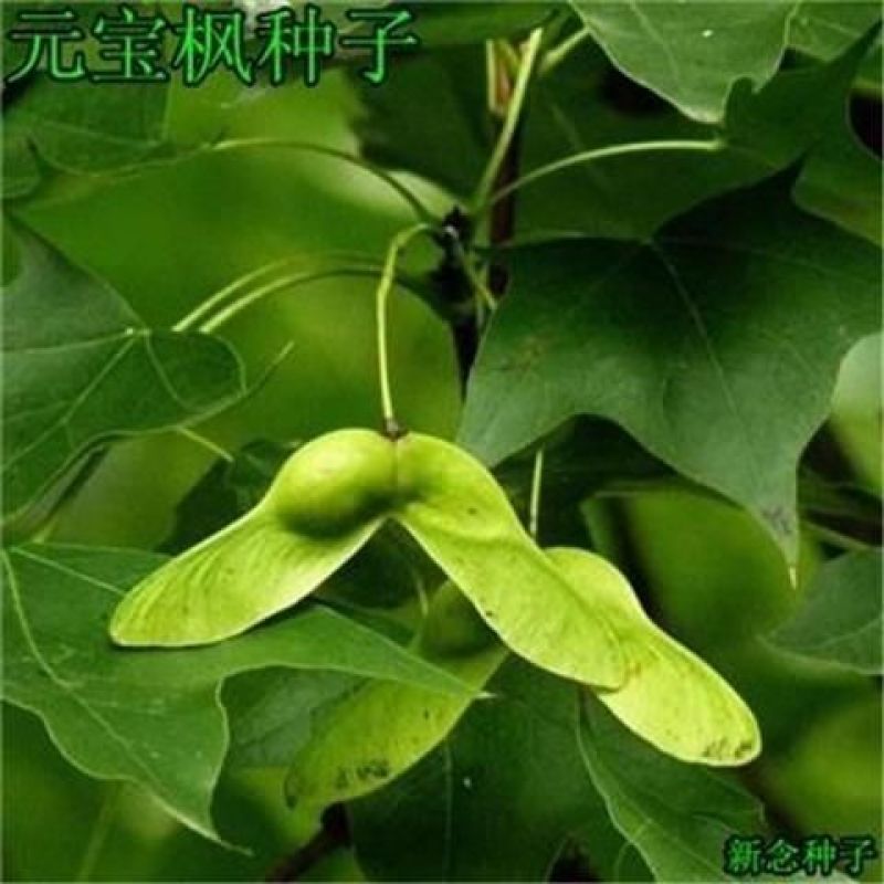元宝枫种子优质野生绿化庭院地栽育苗林木南北方种植元宝枫种