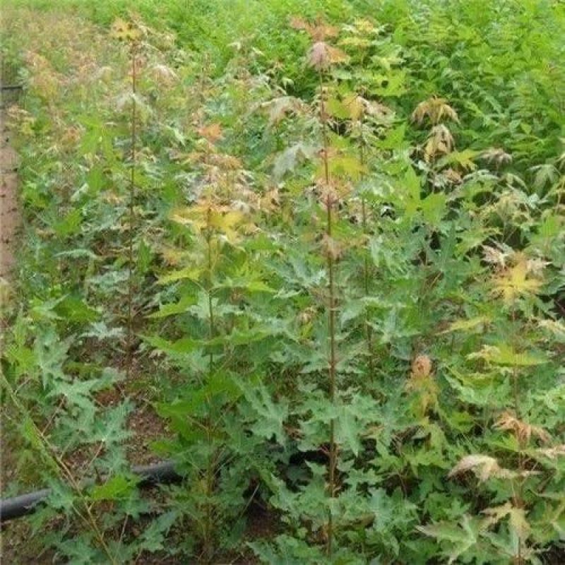元宝枫种子优质野生绿化庭院地栽育苗林木南北方种植元宝枫种