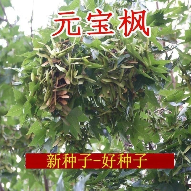 元宝枫种子优质野生绿化庭院地栽育苗林木南北方种植元宝枫种