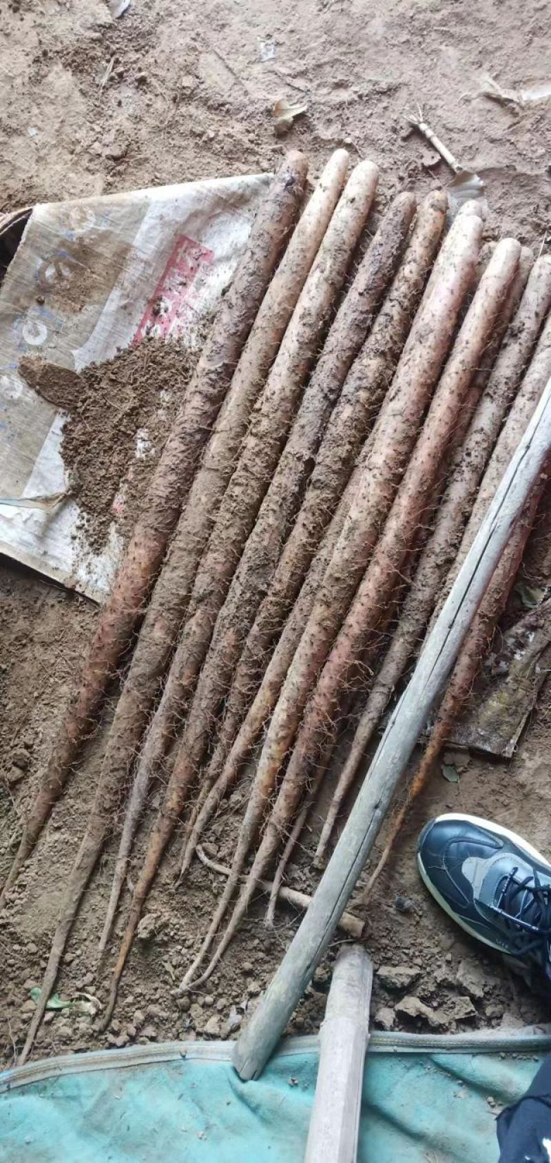 武001号沙土的小白嘴白山药基地供应！{陌武专属}