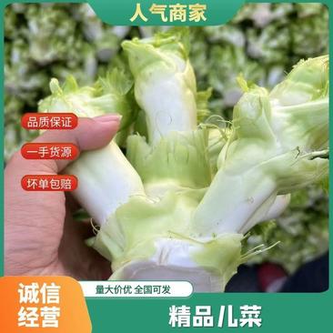 四川儿菜大量现货产地直发保质保量颜色好得很