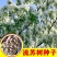 新采流苏种子油根子流苏树种油子种油根树嫁接桂花的