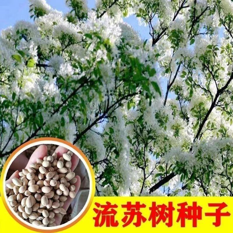 新采流苏种子油根子流苏树种油子种油根树嫁接桂花的
