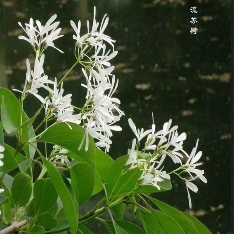 新采流苏种子油根子流苏树种油子种油根树嫁接桂花的