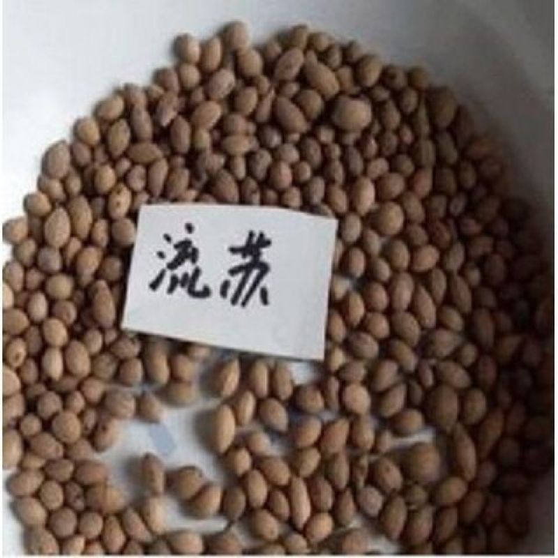 新采流苏种子油根子流苏树种油子种油根树嫁接桂花的