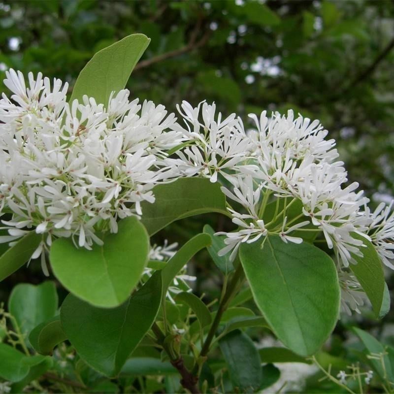 新采流苏种子油根子流苏树种油子种油根树嫁接桂花的