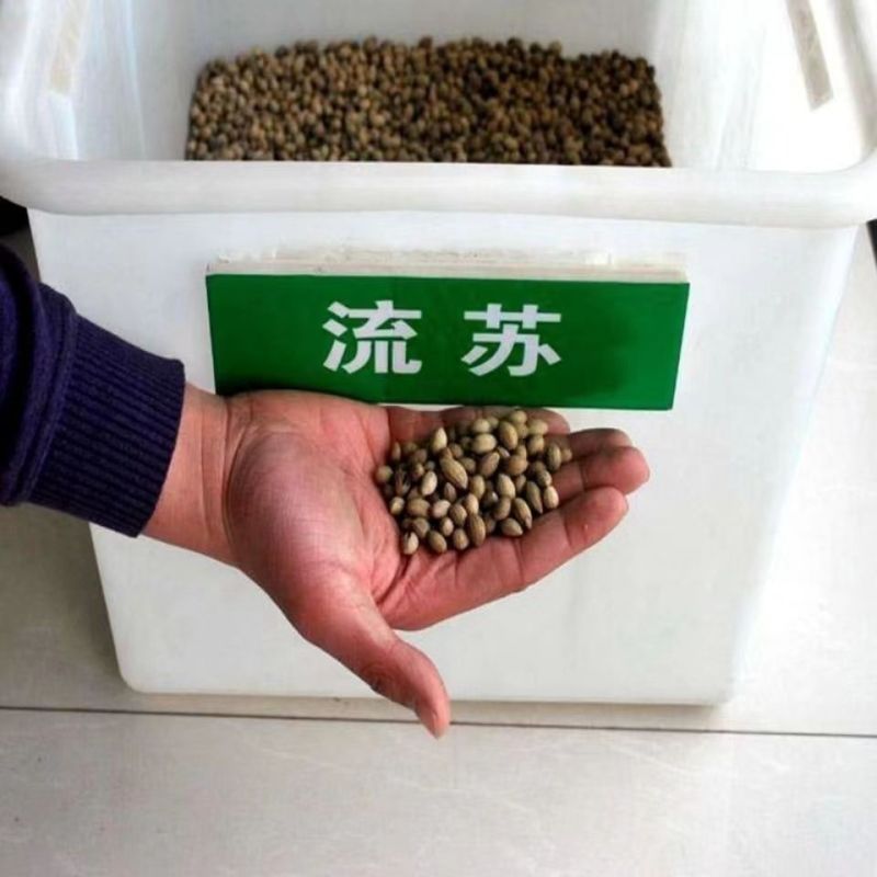 新采流苏种子油根子流苏树种油子种油根树嫁接桂花的