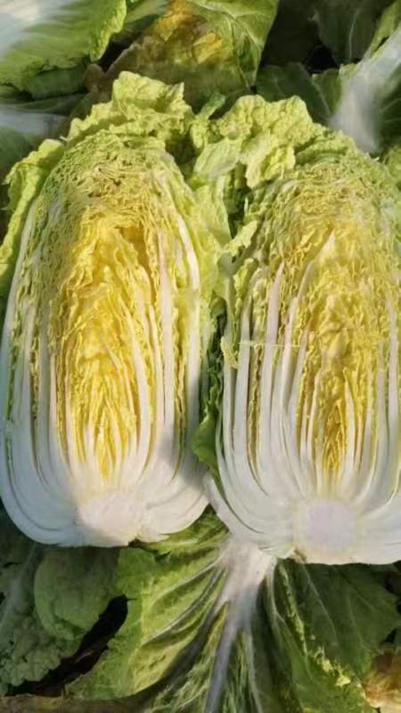 精品娃娃菜
