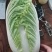 精品娃娃菜