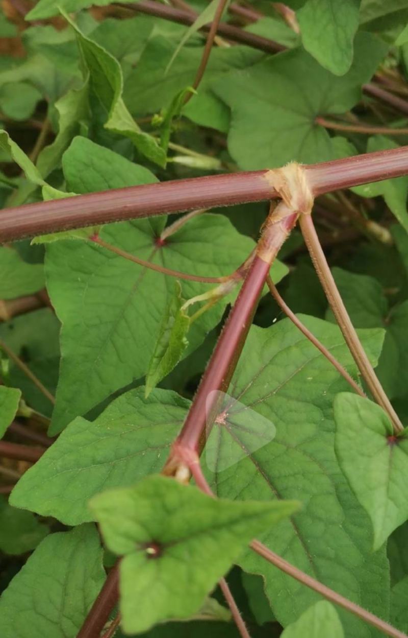 野荞麦，金荞麦根