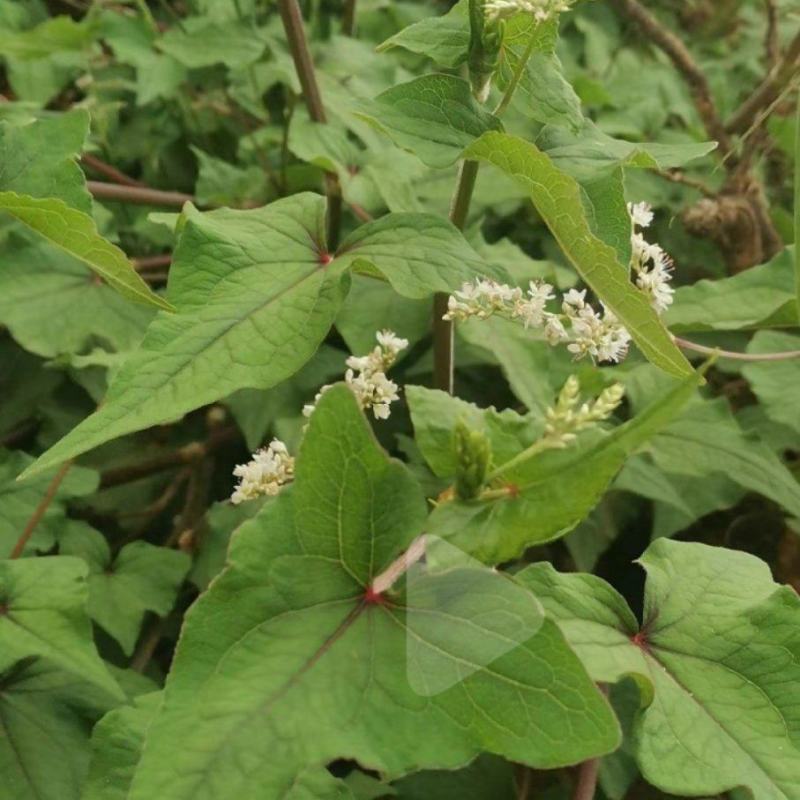 野荞麦，金荞麦根