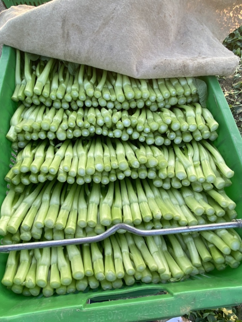 博罗菜心