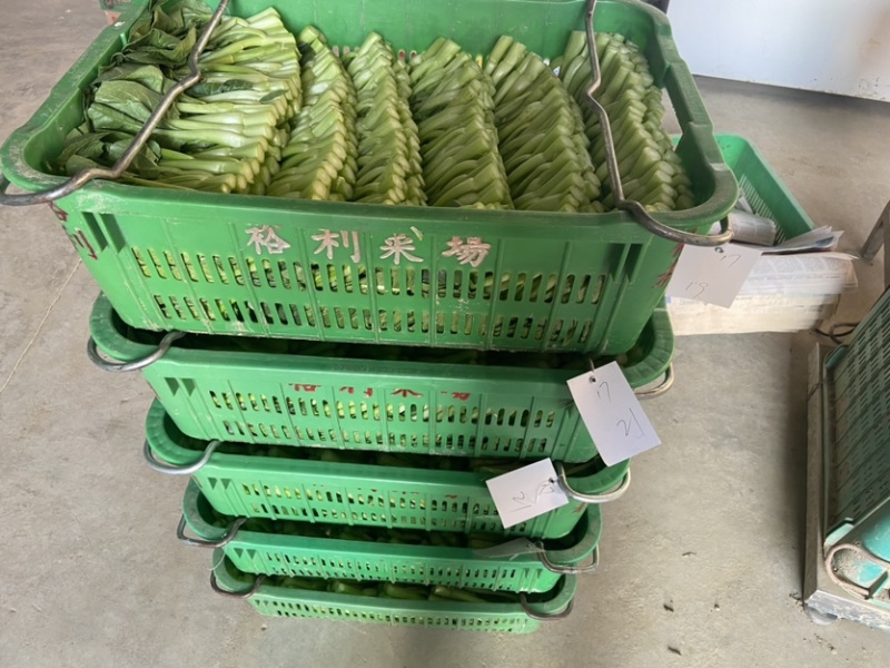 博罗菜心