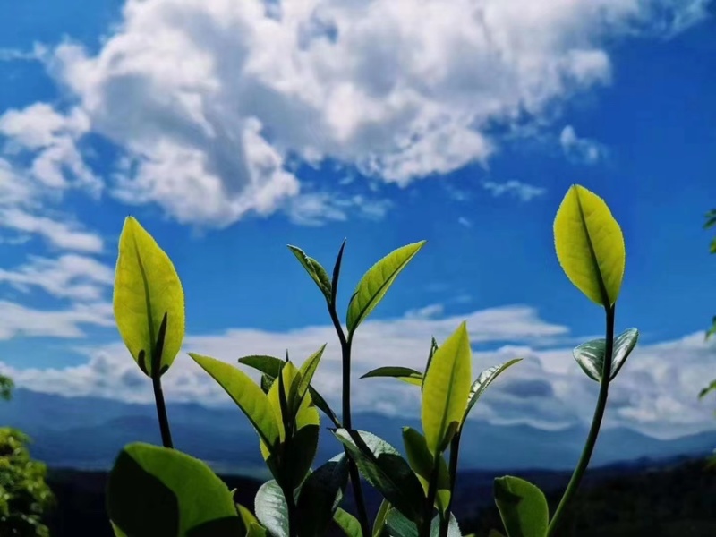 生茶/普洱茶产地直发品质好需要的老板电话联系