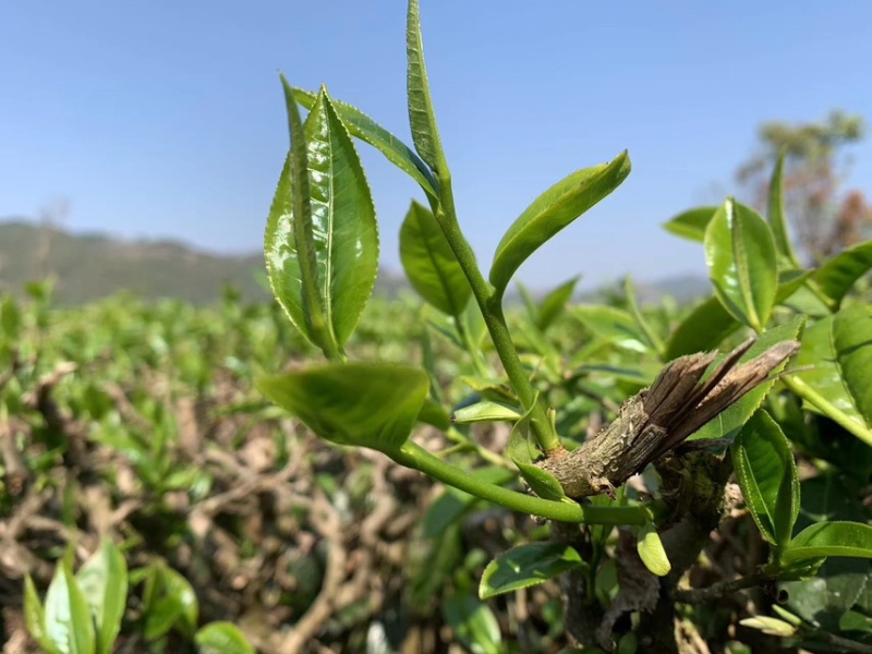 生茶/普洱茶产地直发品质好需要的老板电话联系