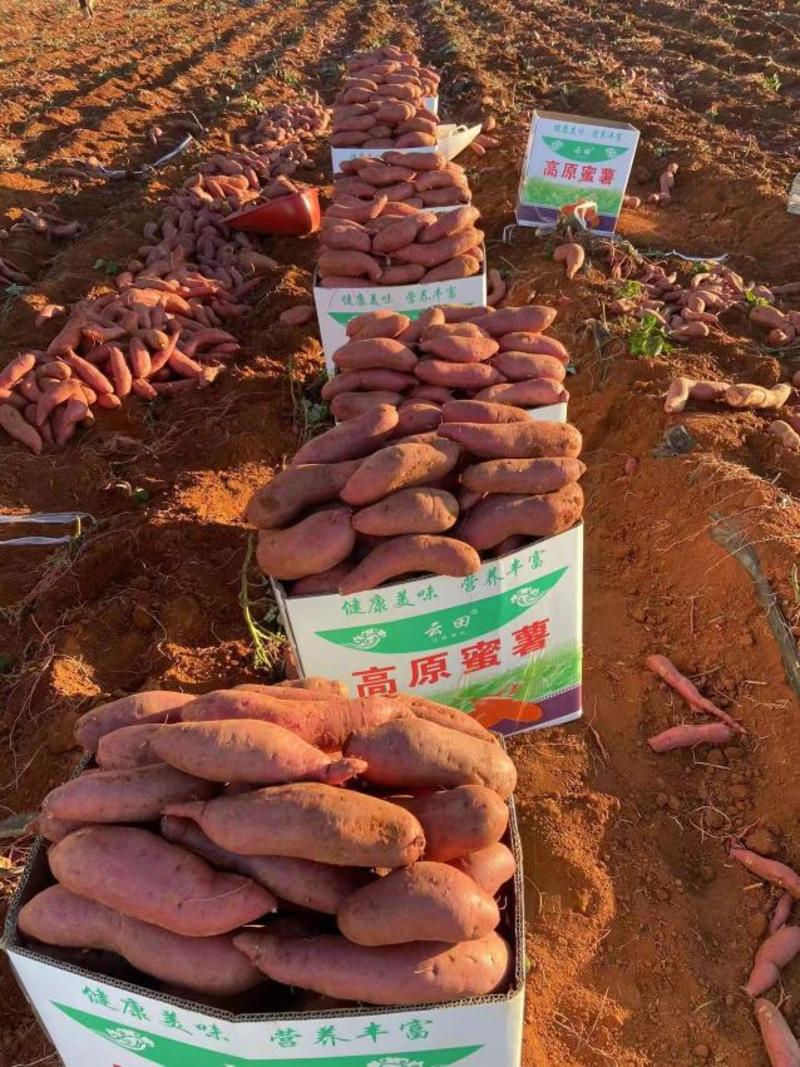 《西瓜红蜜薯》云南红薯高原蜜薯千亩基地直供电商商超
