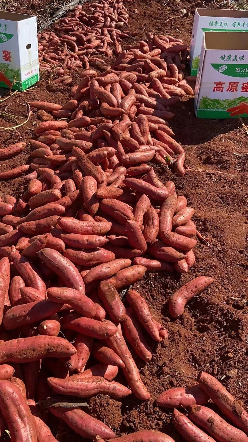 云南红薯西瓜红红薯高原蜜薯千亩基地直供全国发货
