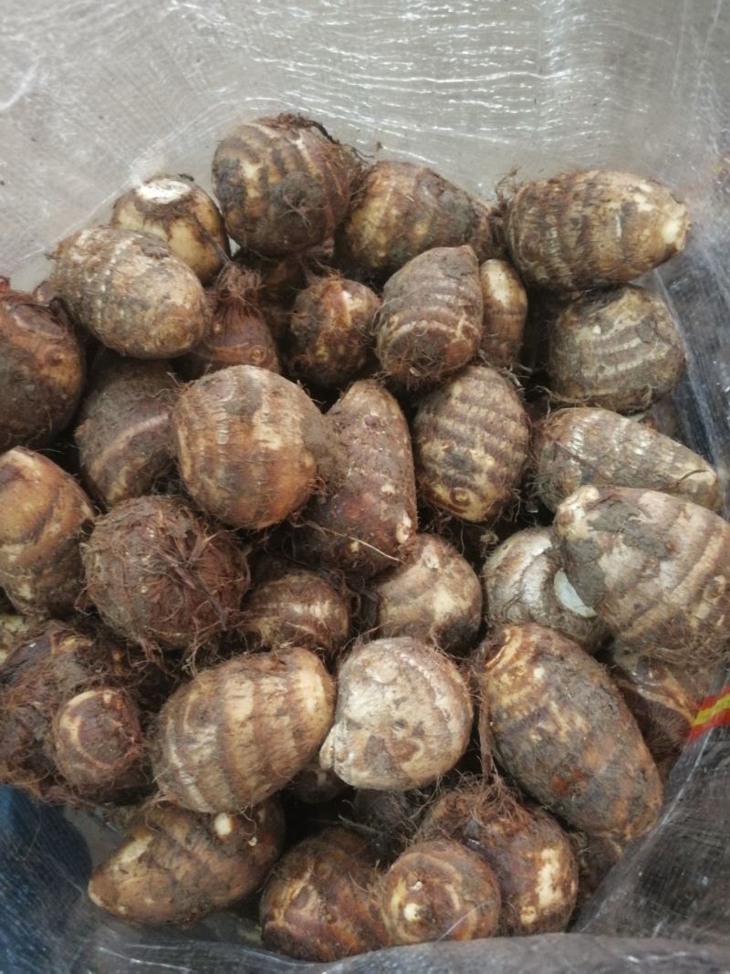 山东毛芋头8520芋头牛奶芋头大中小球基地直发，全国发货