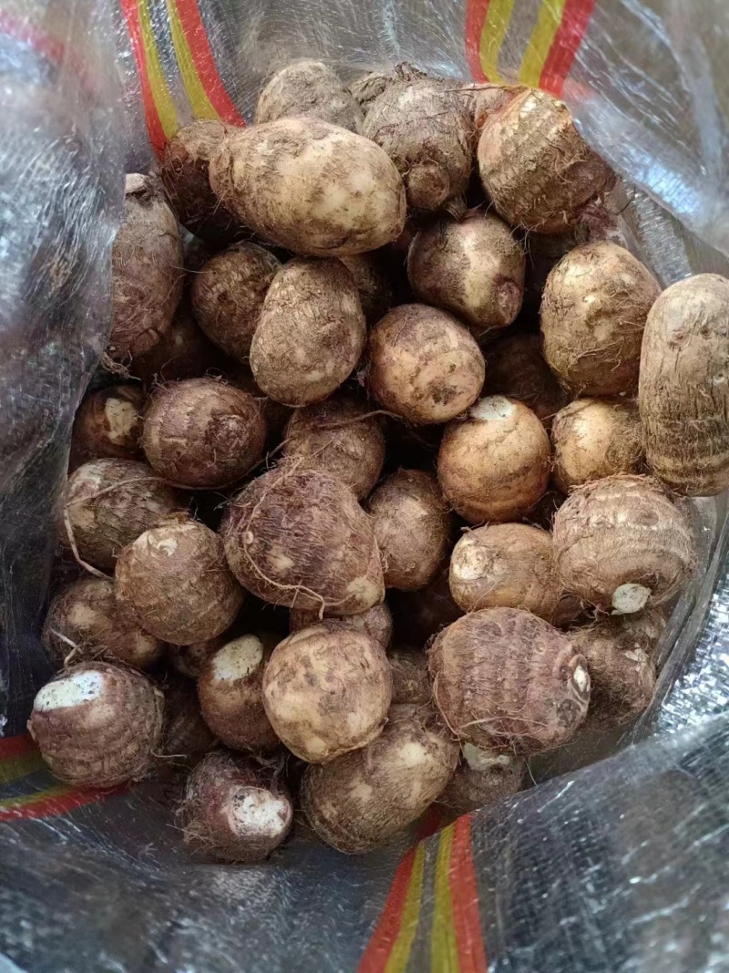 山东毛芋头8520芋头牛奶芋头大中小球基地直发，全国发货