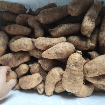 新鲜乌红杂交天麻人工种植统货天麻品质上乘