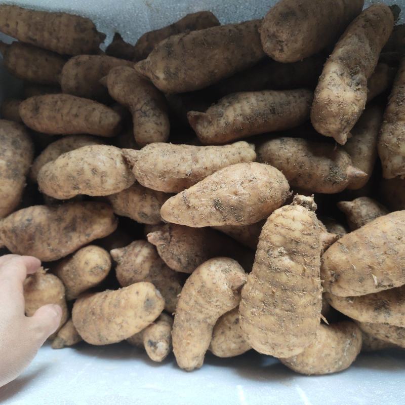 新鲜乌红杂交天麻人工种植统货天麻品质上乘