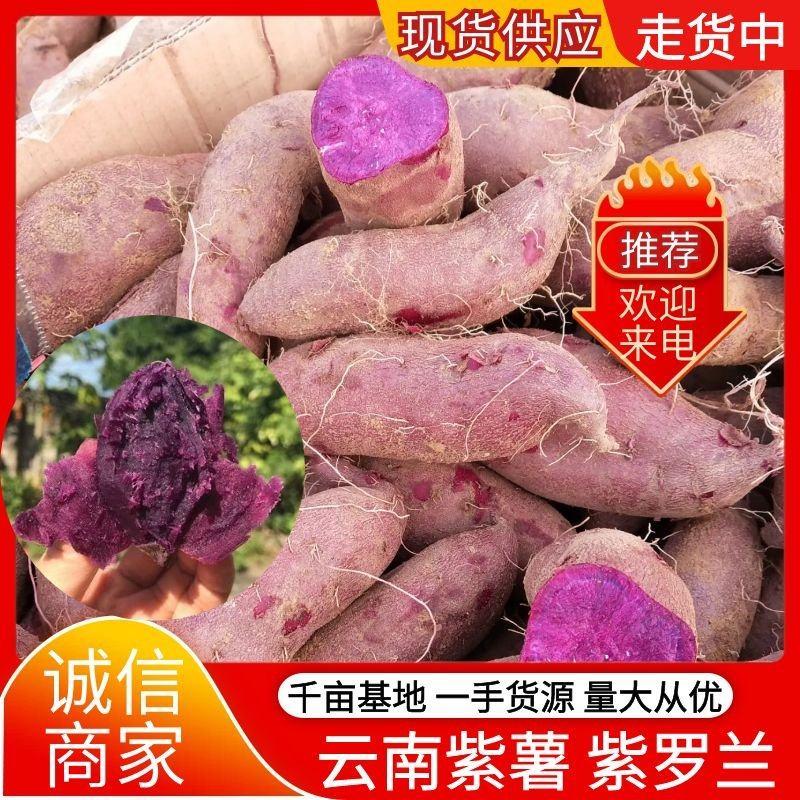 云南紫薯大量现货供应规格齐全供应电商批发商超