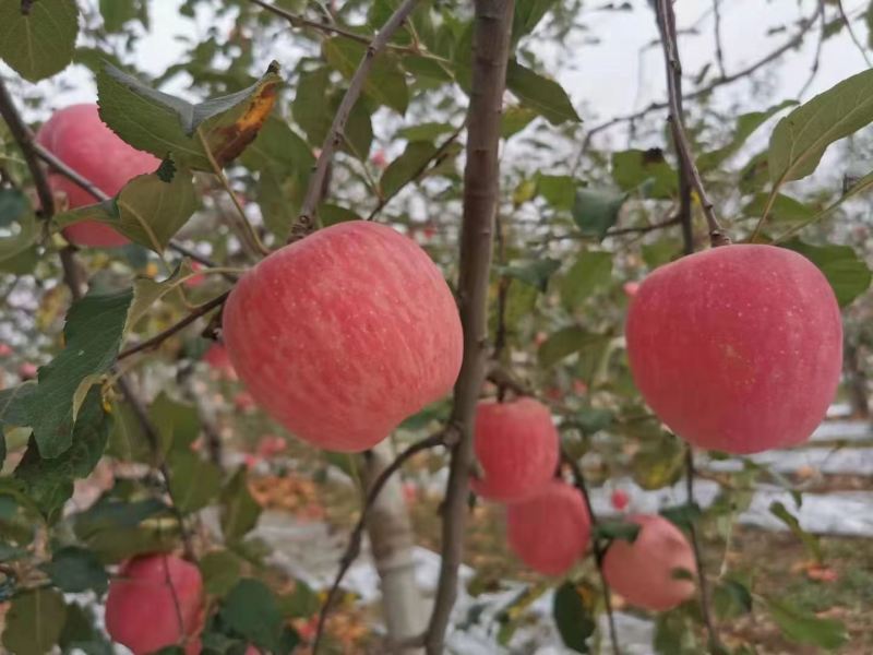 红富士苹果75mm以上膜袋